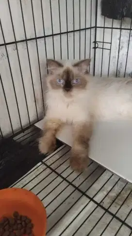 Kucing Himalaya Betina