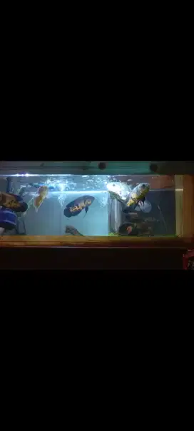 Dijual Ikan Oscar batik dll