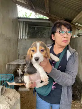 anjing beagle 2-4 bln