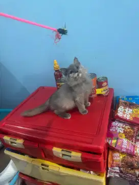 kitten british shorthair x persia betina real