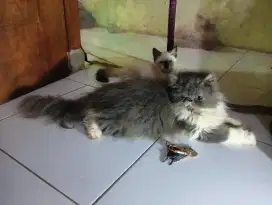 kucing betina peaknose