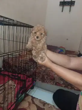 Jual anjing poodle