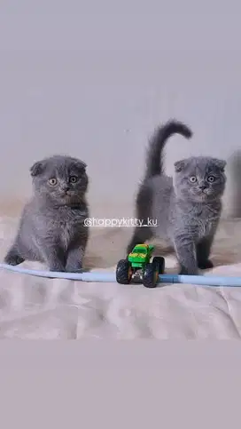 Scottish fold  fortune kitten scottish fold blue betina jantan ada