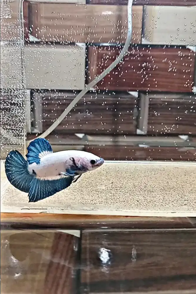 Ikan cupang Blue Rim