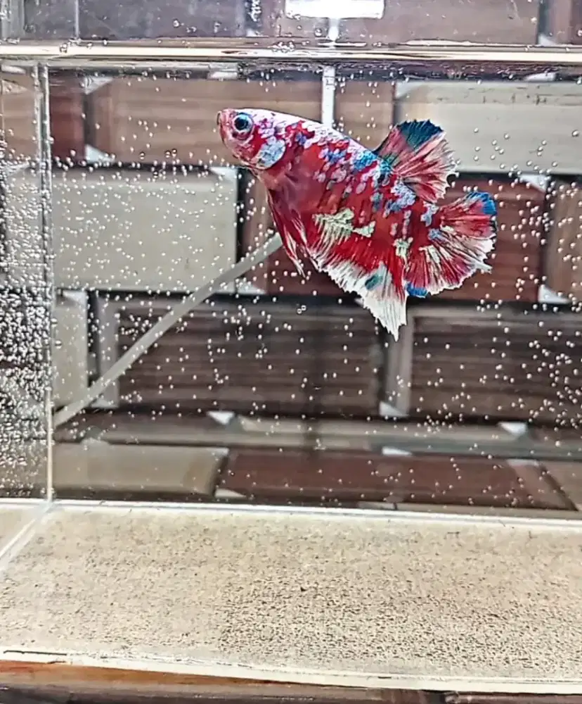 Ikan Cupang Barong
