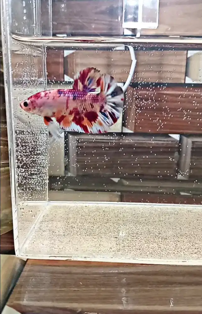 Ikan Cupang Male