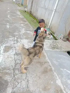 Alaska malamute