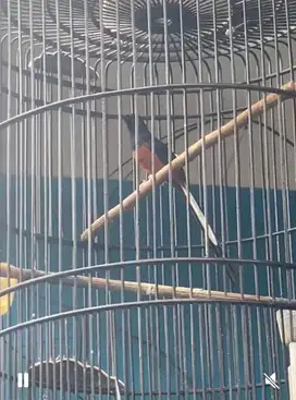 Murai Batu Hutan Muda