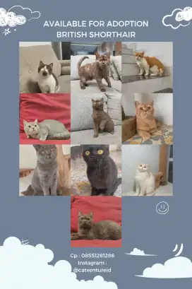 Available for adoption British Shorthair