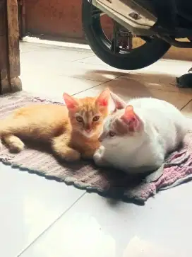 Lepas Adopsi Kitten