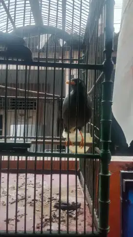 Jalak kebo mata putih