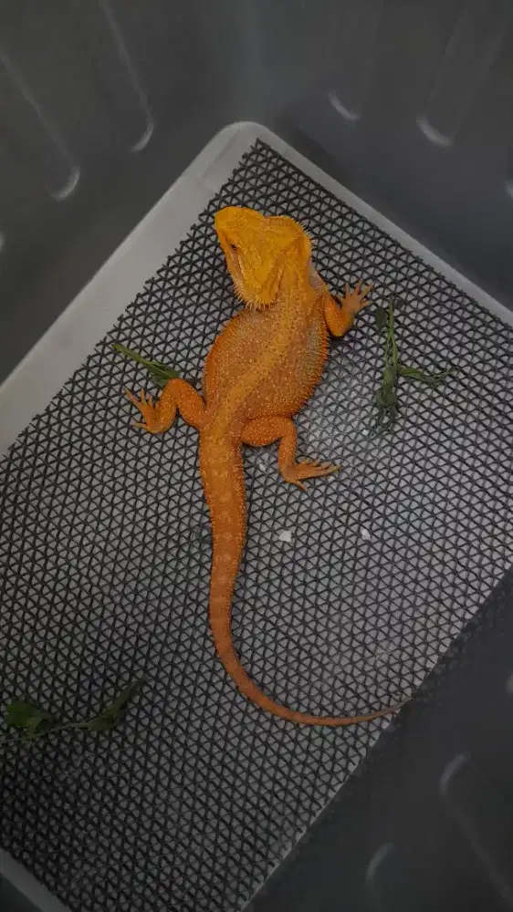 Bearded Dragon Jantan joss