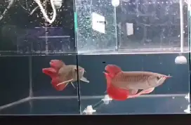 Arwana super red kumpay 30cm