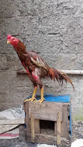 Ayam Bangkok Ekor lidi