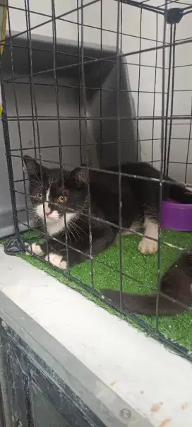 2 KITTEN BSH TUKSEDO MIX DOMESTIK