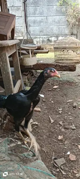 Ayam bangkok dedara