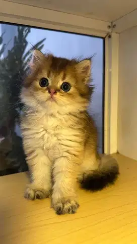 Kitten BSH Britih long hair Golden pure