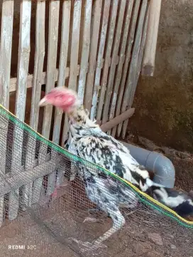 Indukan ayam bangkok blorok madu