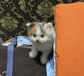 kucing ras persia flatnose  betina