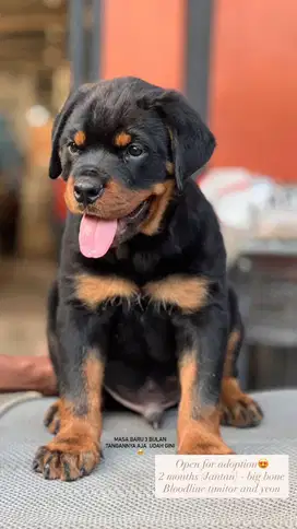 Dijual Anakan Rottweiler Jantan & Betina 2 Bulan