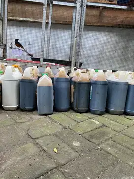 Molase tetes tebu 5L 7kg dua putra