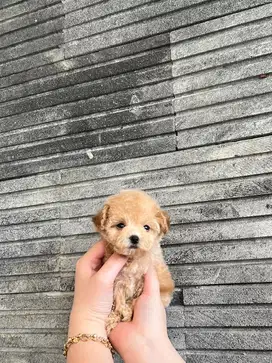 Tiny poodle betina