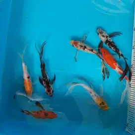 Ikan Koi motif Slayer Ikan Hias kumpay