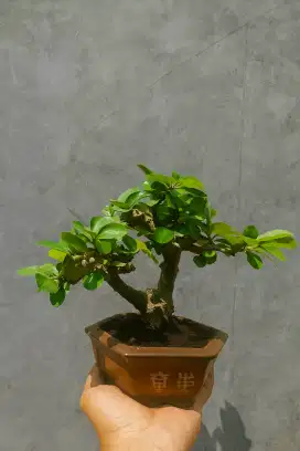 Bonsai Sianchi Buah