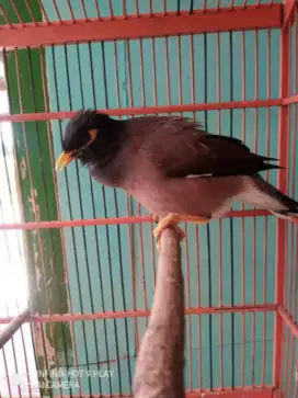 Kerak batam rajin bunyi vareasi