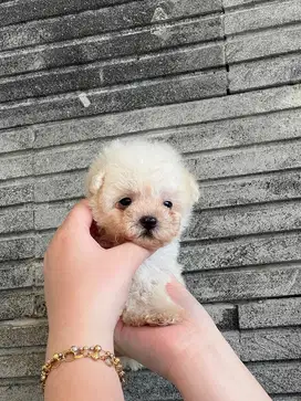 Tiny poodle white jantan