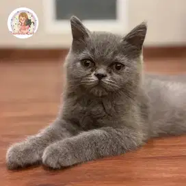 Kucing BSH British Shorthair Jantan Big Bone