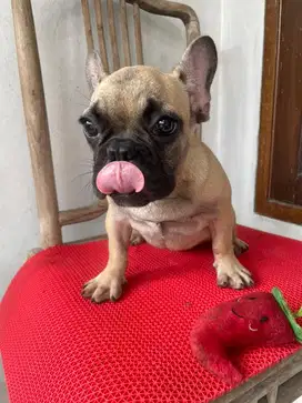 frenchie male dan female