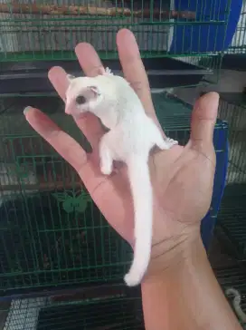 Sugar glider platmos