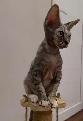 Kucing Devon Rex Betina PURE