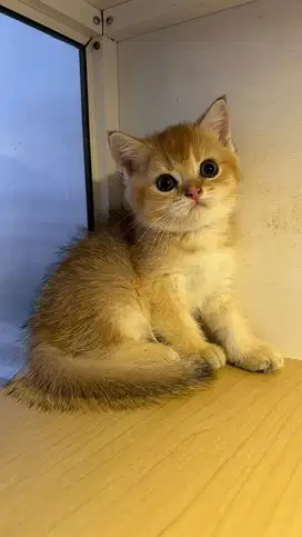 Kitten BSH British Short Hair Jantan 2 bulan