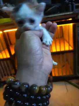 PERSIAPAN LEPAS ADOPSI