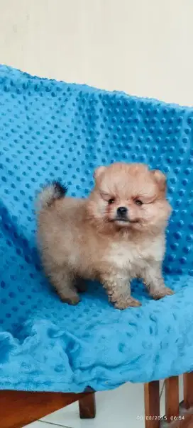 Minipom jantan dan betina