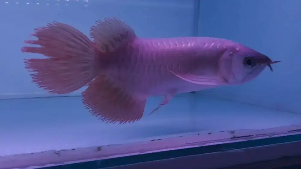 Arwana SR super red slayer -+30cm