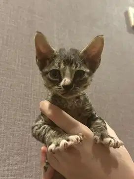 Kucing Devon Rex Jantan PURE