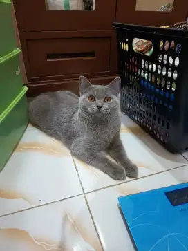 BSH BETINA 7,5 BULAN