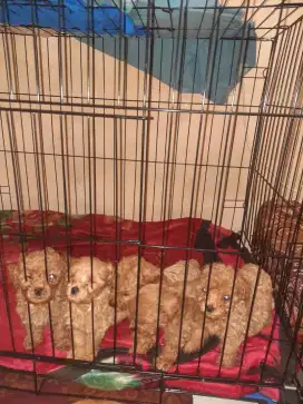 DIJUAL ANJING RED TOY POODLE