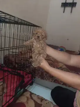 dijual anjing red toy poodle