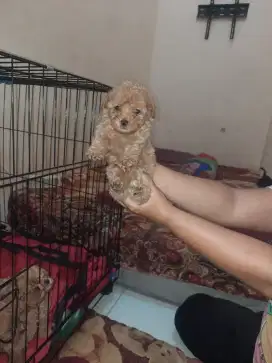 JUAL ANJING POODLE
