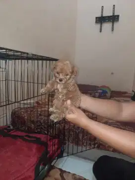 JUAL ANJING RED TOY POODLE