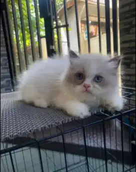 Kitten rangdoll pure