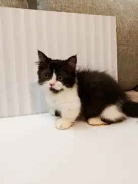 Kucing Munchkin lucu