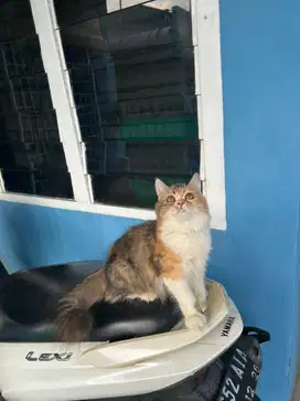 Kitten supergembul