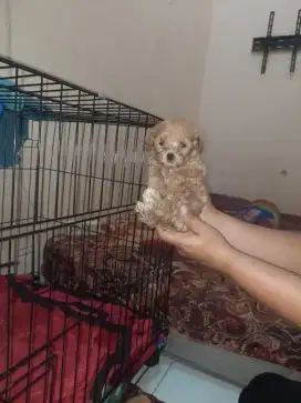 JUAL ANJING RED TOY POODLE