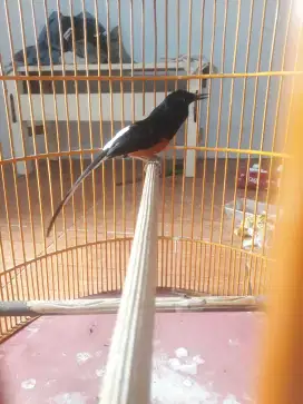 Burung muray Medan prestasian
