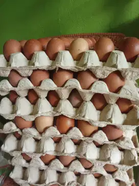 Telur ayam besar dan terjangkau